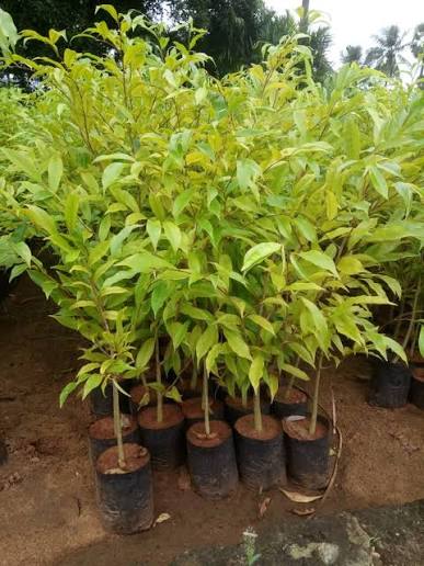 Agarwood Plant Plants — Agarwood sapling available at Agro Nursery Garden